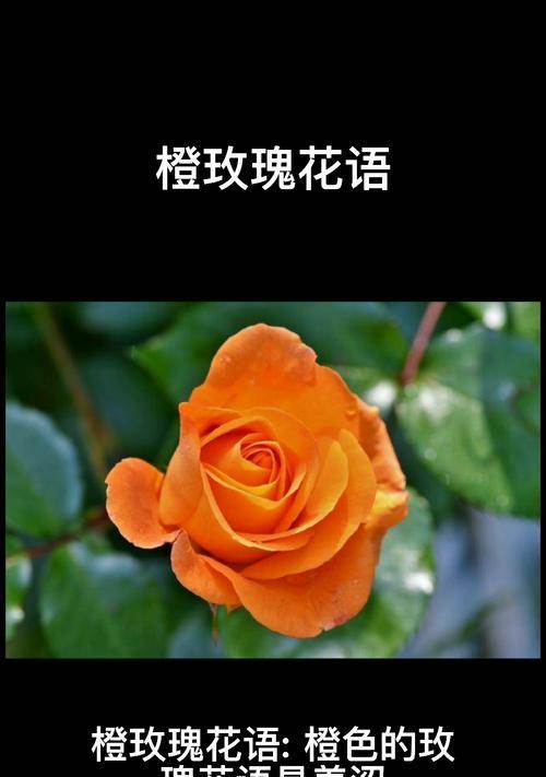 十朵橙色玫瑰代表什么？花语含义是什么？