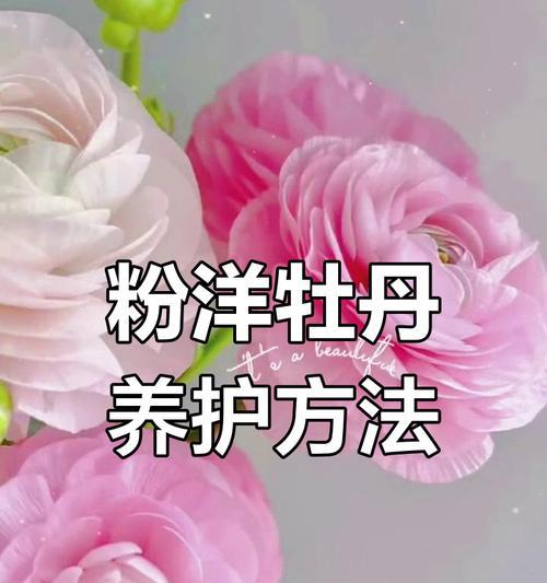 洋牡丹颜色的花语寓意有哪些？