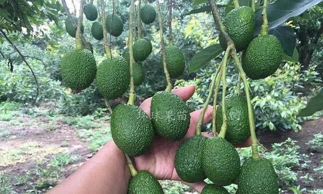牛油果适合什么地方种植？最佳种植区域有哪些？