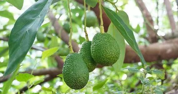牛油果适合什么地方种植？最佳种植区域有哪些？