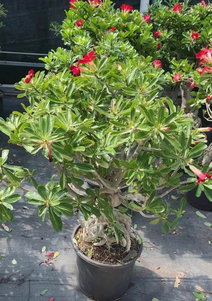 荒漠玫瑰的花语和寓意是什么？