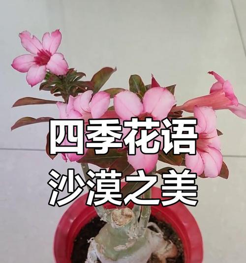荒漠玫瑰的花语和寓意是什么？
