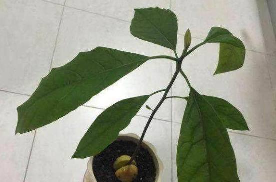 牛油果树冬天会冻死吗？如何防止牛油果树冻害？