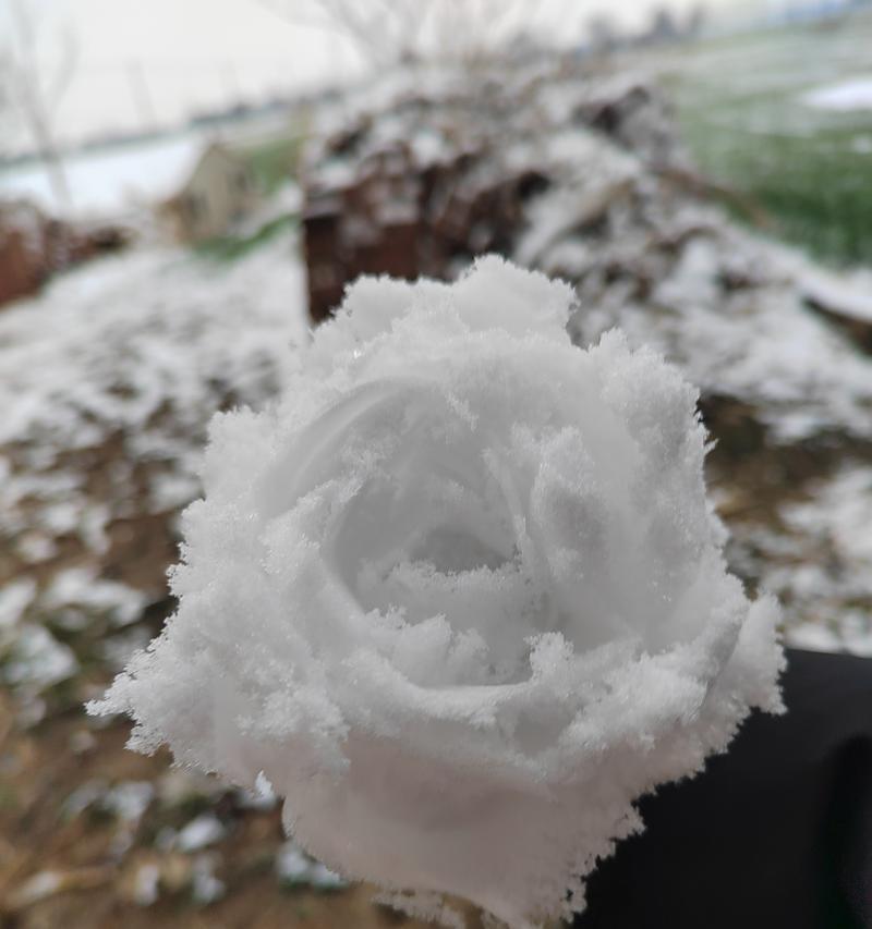 白雪玫瑰花作为礼物有何寓意？