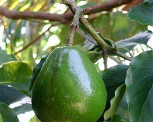 牛油果树几年结果实？如何正确种植以加速结果？