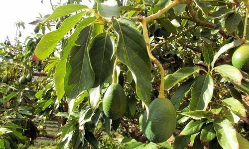 牛油果树几年结果实？如何正确种植以加速结果？