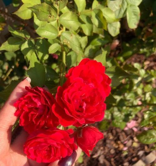 大红色的蔷薇花花语是什么？它代表了哪种情感？