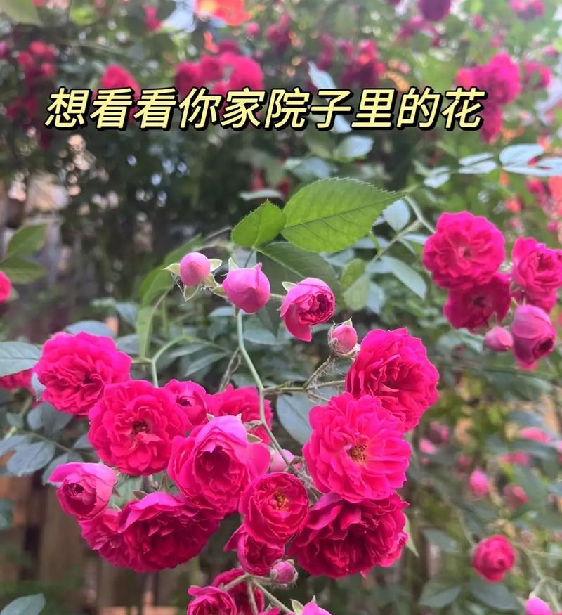 大红色的蔷薇花花语是什么？它代表了哪种情感？