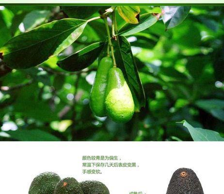 牛油果树的生长环境条件是什么？它有哪些独特生长特点？