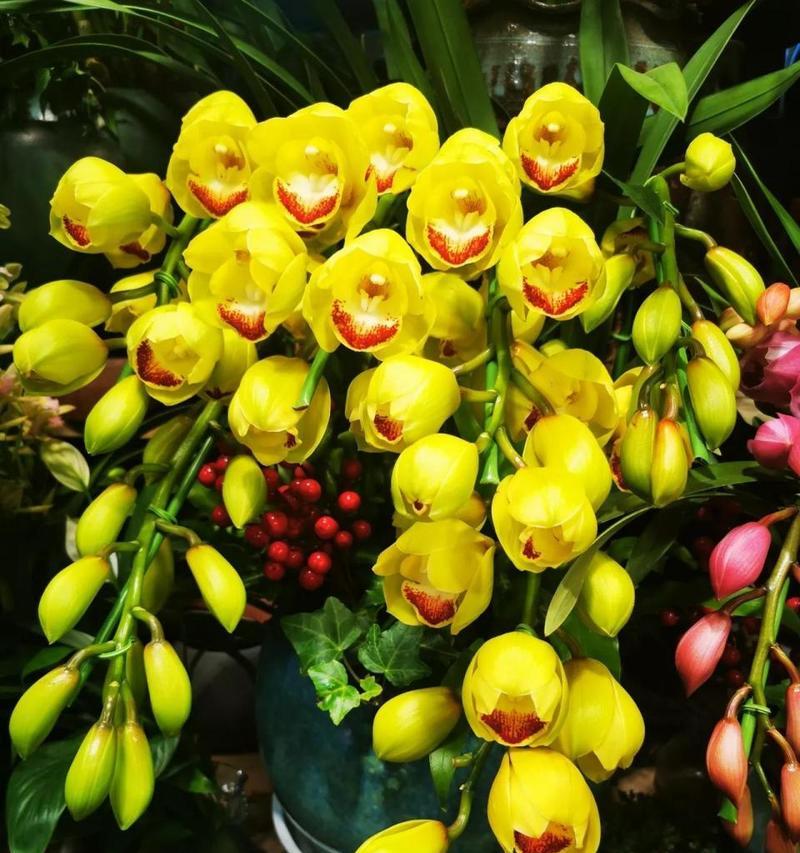 金冠蕙兰的花语有何独特之处？