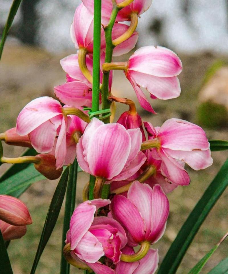 金冠蕙兰的花语有何独特之处？