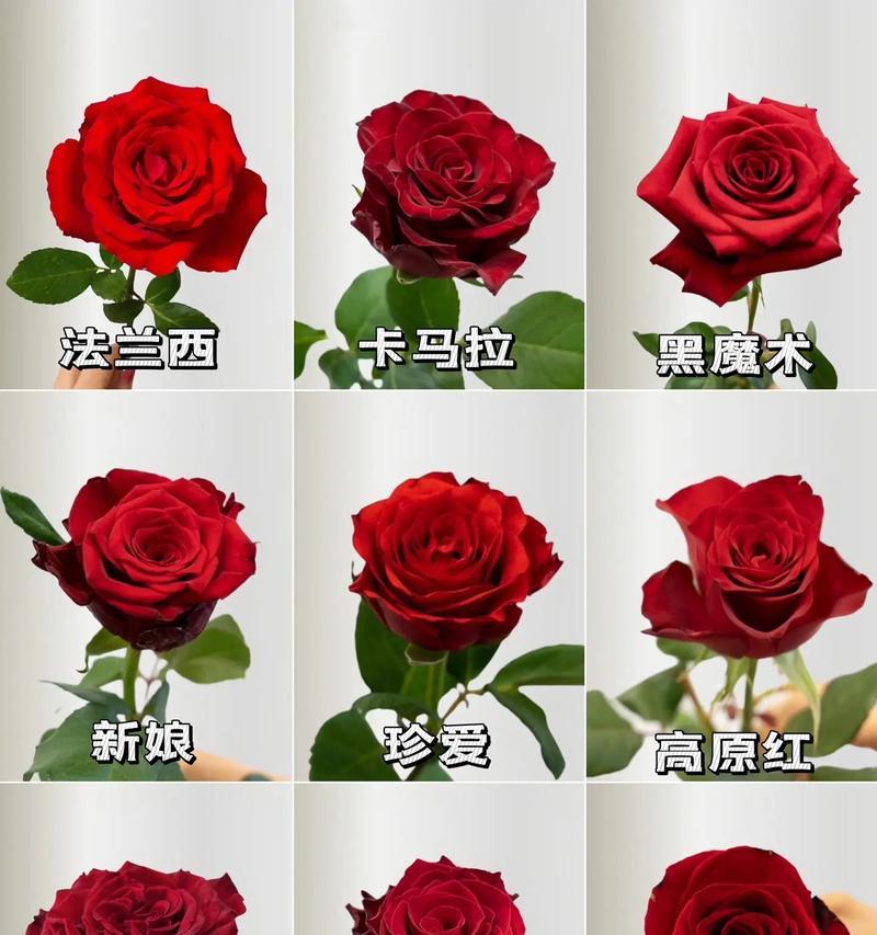 哪种颜色的玫瑰花代表友谊？送玫瑰花的正确颜色选择是什么？