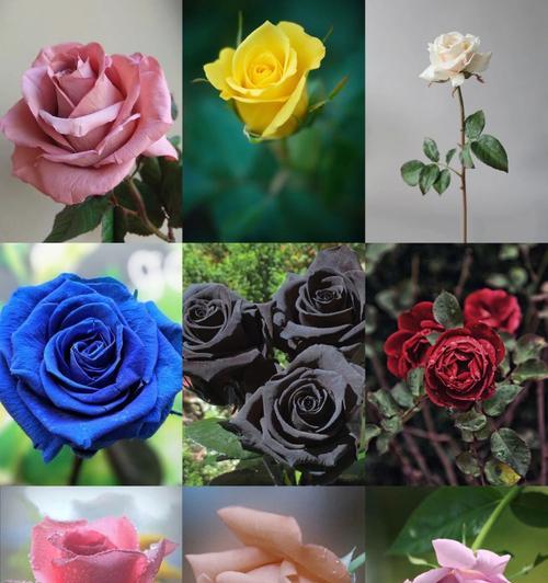 哪种颜色的玫瑰花代表友谊？送玫瑰花的正确颜色选择是什么？