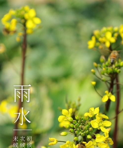 花信花语是什么意思？自然话的花信花语是什么？