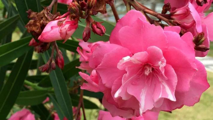 花信花语是什么意思？自然话的花信花语是什么？