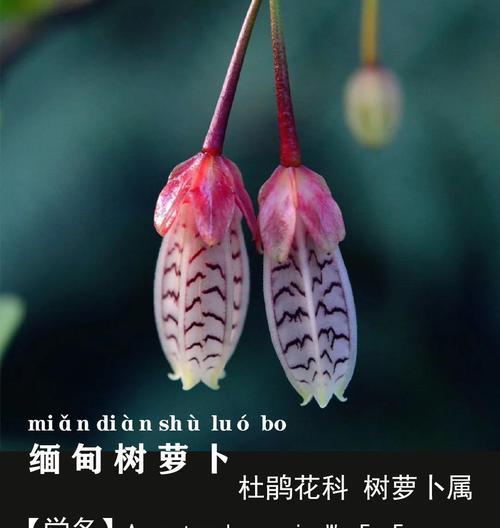 萝卜花语在网络用语中是什么意思？萝卜花语的含义有哪些？