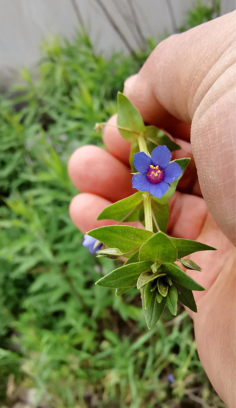 萝卜花语在网络用语中是什么意思？萝卜花语的含义有哪些？