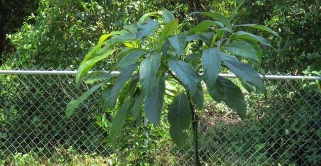 牛油果在南方种植的可行性？南方气候条件是否适宜？
