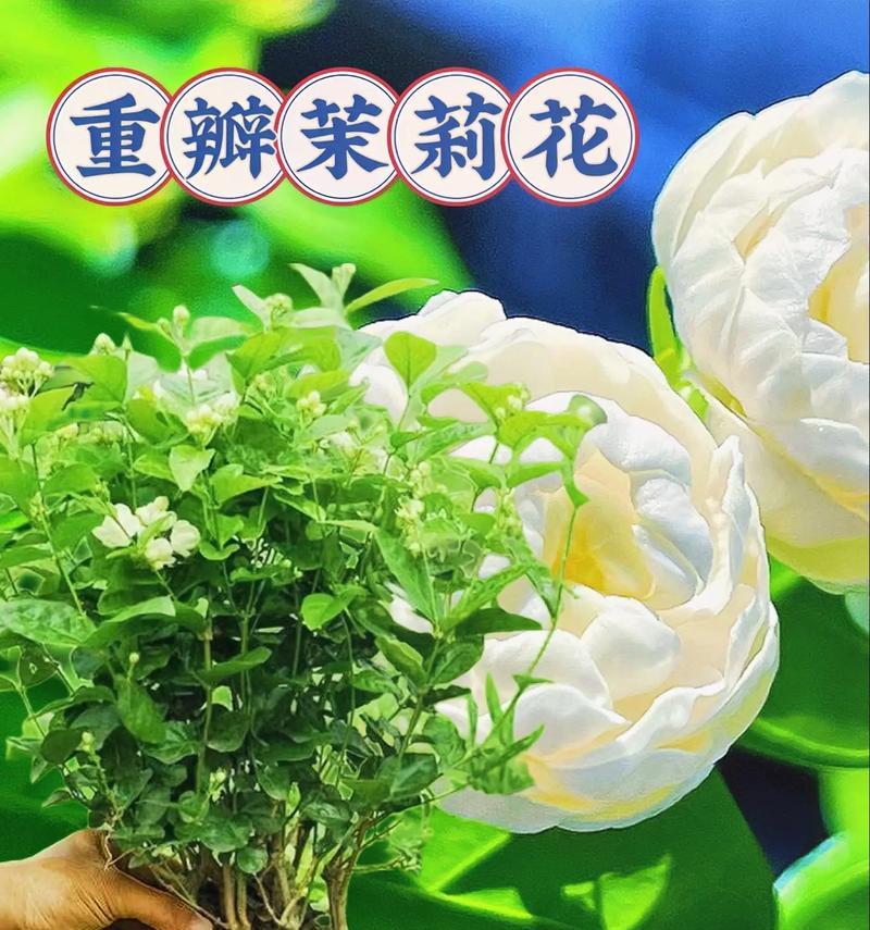 茉莉花香水的花语有何含义？