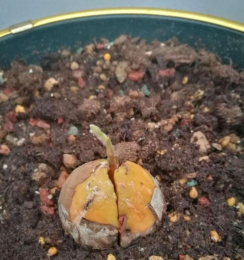 牛油果种子发芽需要多长时间？如何加速发芽过程？