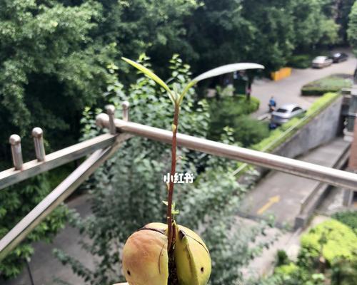 牛油果种子发芽需要多长时间？如何加速发芽过程？
