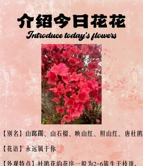 欧洲杜鹃花的花语有何特殊意义？