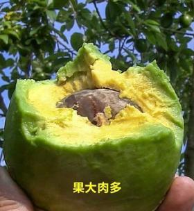 牛油果成熟度怎么判断？如何知道牛油果熟了没？