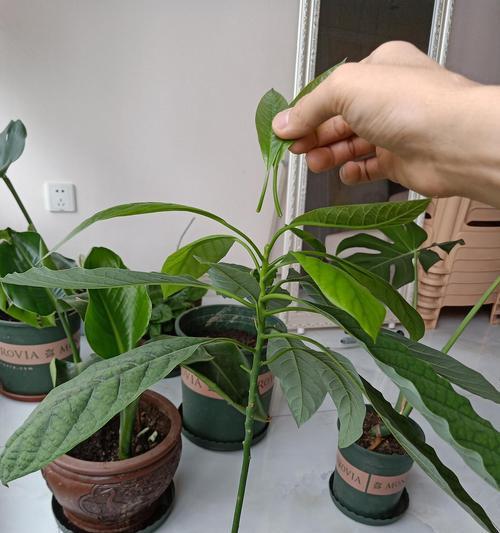 牛油果怎么挑选好吃的？挑选技巧和口感标准是什么？