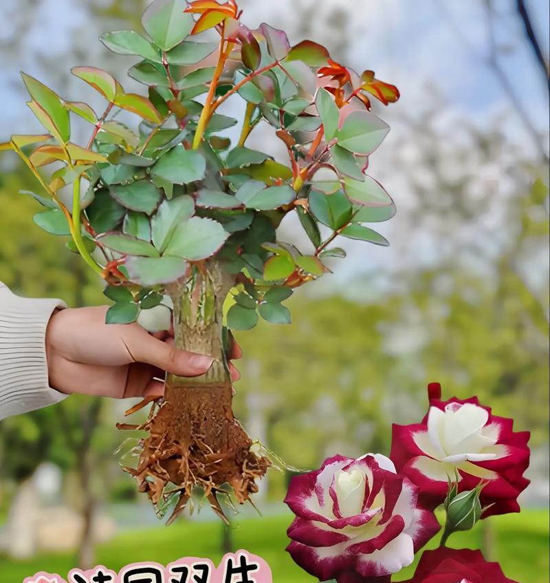 道具相守与承诺的花语是什么？它代表了怎样的情感？