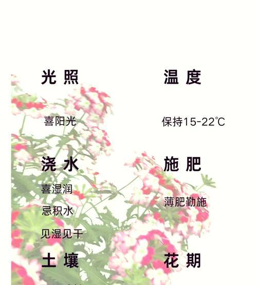 道具相守与承诺的花语是什么？它代表了怎样的情感？