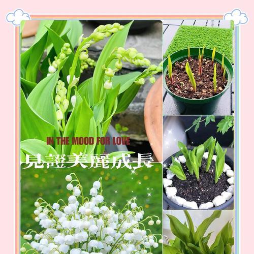 铃兰花语是什么？它如何成为幸福的象征？
