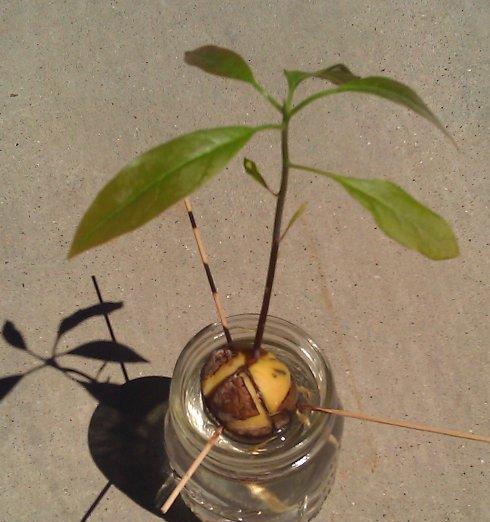 牛油果种子发芽需要几天？如何加速发芽过程？