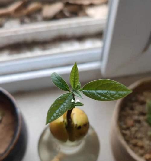 牛油果种子发芽需要几天？如何加速发芽过程？