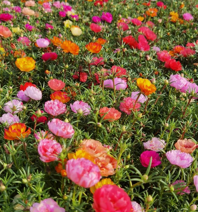 丝路蓟的花语是什么？丝路蓟代表什么？