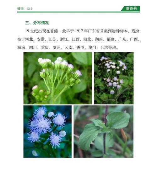 丝路蓟的花语是什么？丝路蓟代表什么？