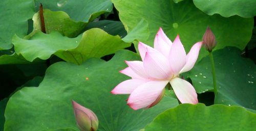 丝路蓟的花语是什么？丝路蓟代表什么？