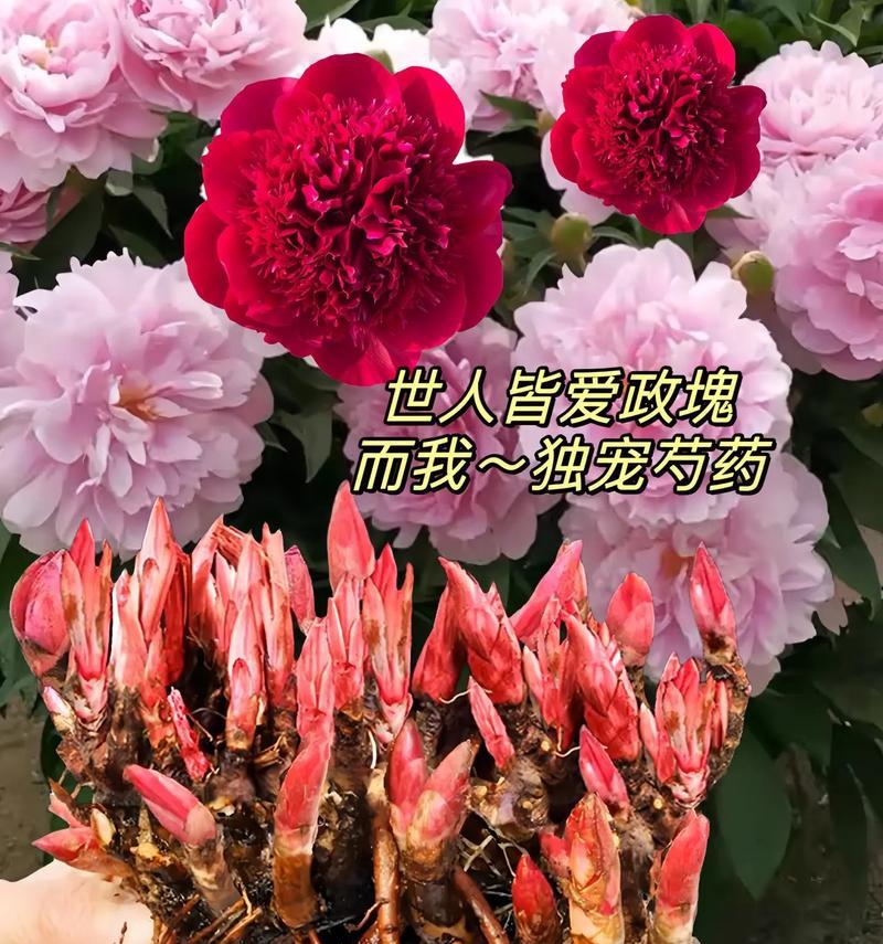 橘色芍药的花语有何寓意？