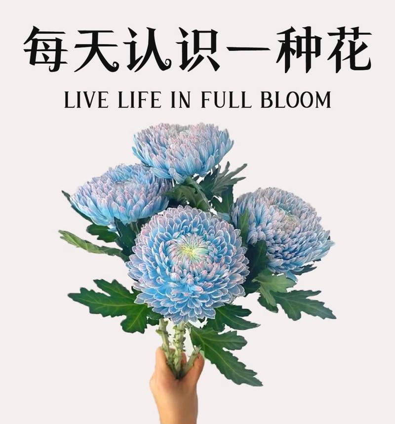 牡丹花的介绍和花语是什么？