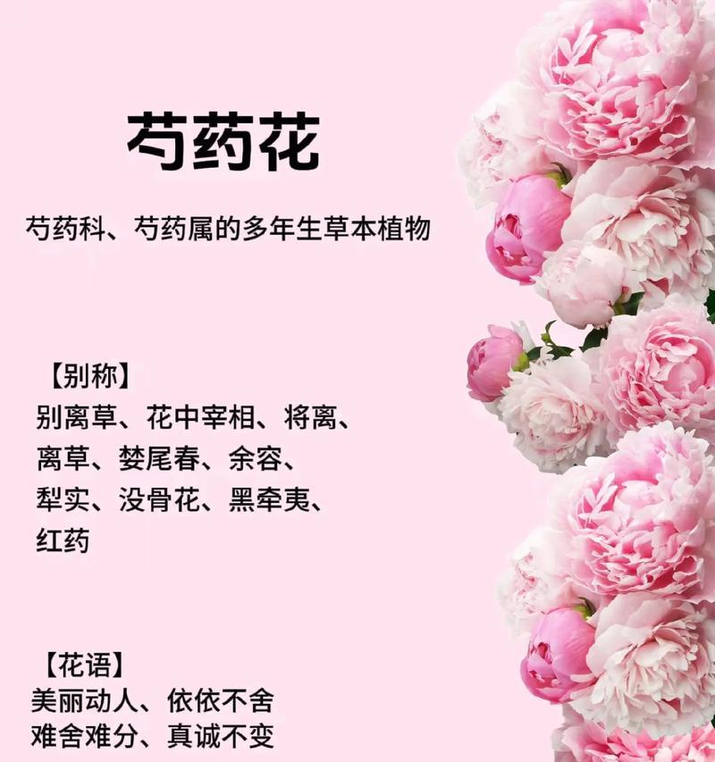 牡丹花的介绍和花语是什么？