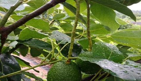 牛油果种子种植方法是什么？如何确保种子发芽成功？
