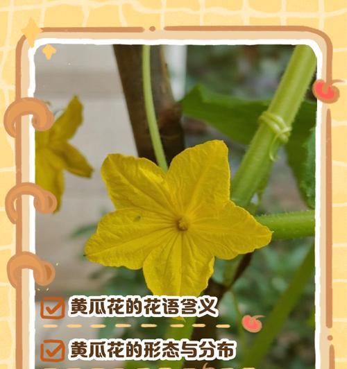 腐弄花的花语有何深意？它在花语中代表什么？