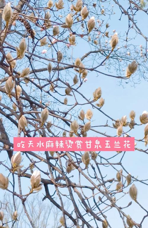 纯真友情的花语有哪些？