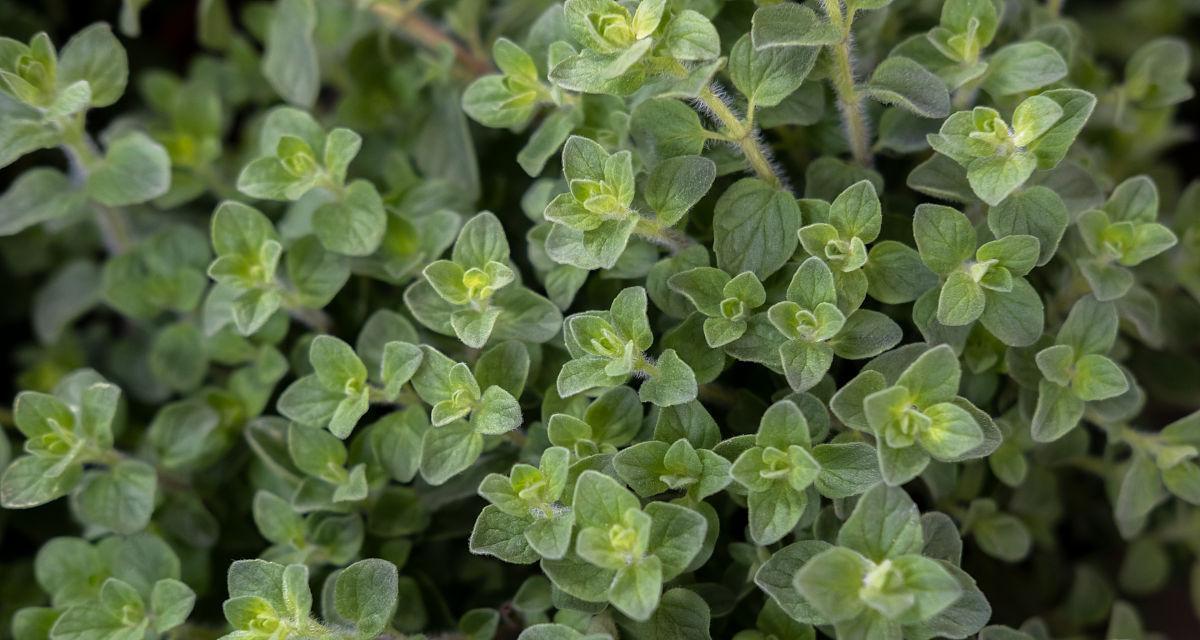 牛至是一年生植物吗？了解牛至的生命周期和种植要点？