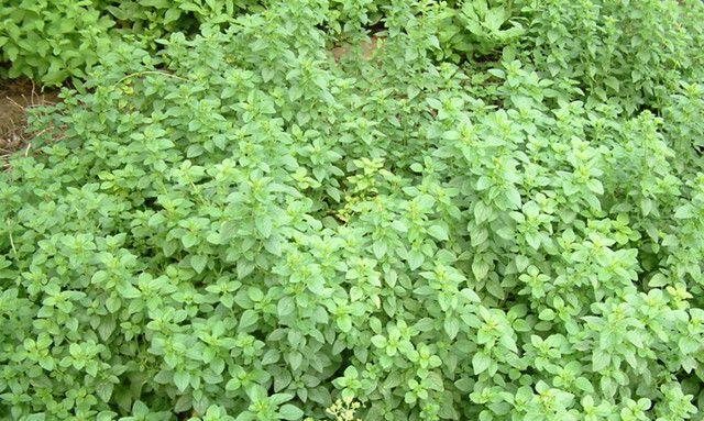 牛至是一年生植物吗？了解牛至的生命周期和种植要点？