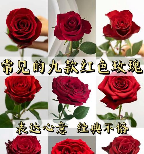 送女朋友花束时花语有何含义？哪种花最能表达爱意？