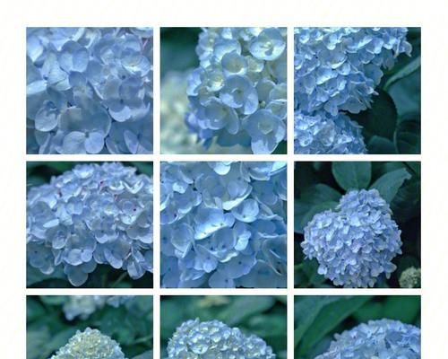 蓝色绣球花的花语是什么意思？蓝色绣球花象征着什么？