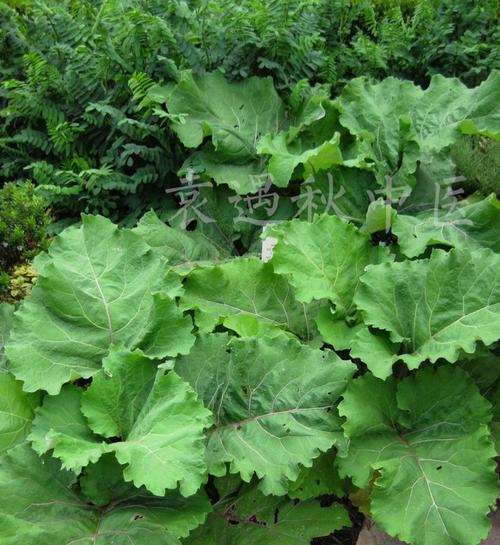 牛蒡茶属于什么植物类别？它的功效和作用是什么？
