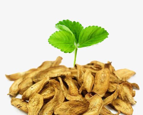牛蒡茶属于什么植物类别？它的功效和作用是什么？