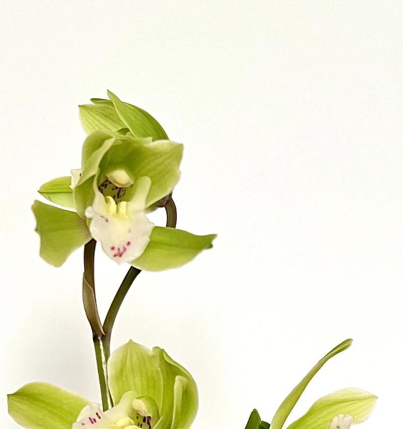 等待的花语代表什么？哪种花象征着耐心等待？