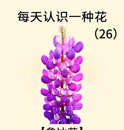 代表风与自由的花语是什么？